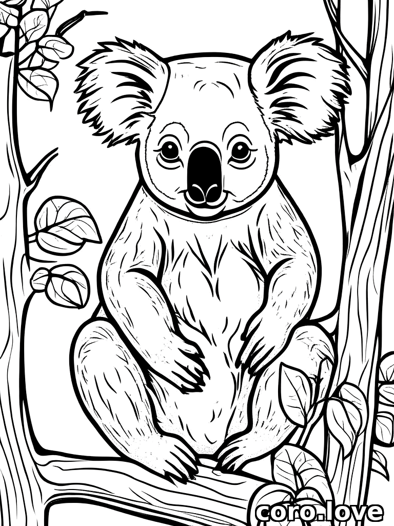 koala coloring page - Koala